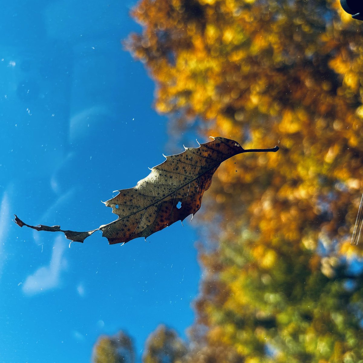 ChiakiDonut's tweet image. いよいよ師走目前。
今年も残りひと月です。
今年も晦日に向かって走ります！
加藤千晶とガッタントンリズム、今年も12/30に晦日運行いたします。
マンダラ2でお待ちしています！

ご予約フォームssl.form-mailer.jp/fms/36a3b84d47…

#加藤千晶
#鳥羽修
#高橋結子
#藤野デジ俊雄
#AketaMino
#橋本剛秀
#中尾勘二