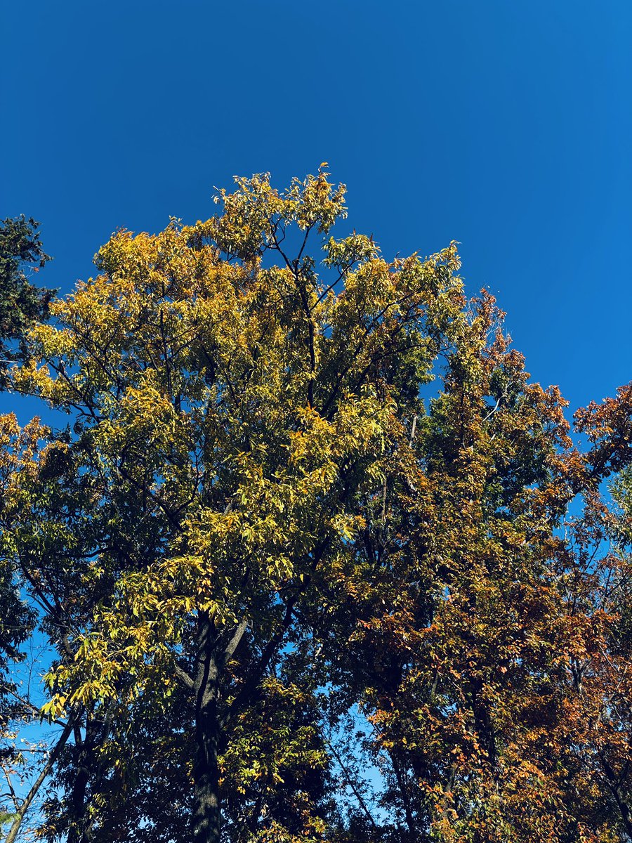 ChiakiDonut's tweet image. いよいよ師走目前。
今年も残りひと月です。
今年も晦日に向かって走ります！
加藤千晶とガッタントンリズム、今年も12/30に晦日運行いたします。
マンダラ2でお待ちしています！

ご予約フォームssl.form-mailer.jp/fms/36a3b84d47…

#加藤千晶
#鳥羽修
#高橋結子
#藤野デジ俊雄
#AketaMino
#橋本剛秀
#中尾勘二