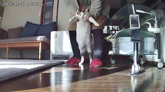 母に弄ばれてる猫
しかたねーな…みたいな顔してる