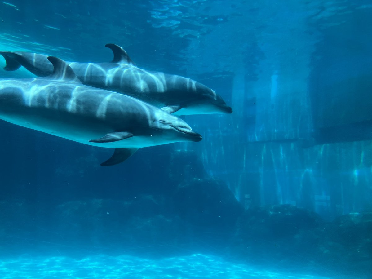 ケルビム tweet media