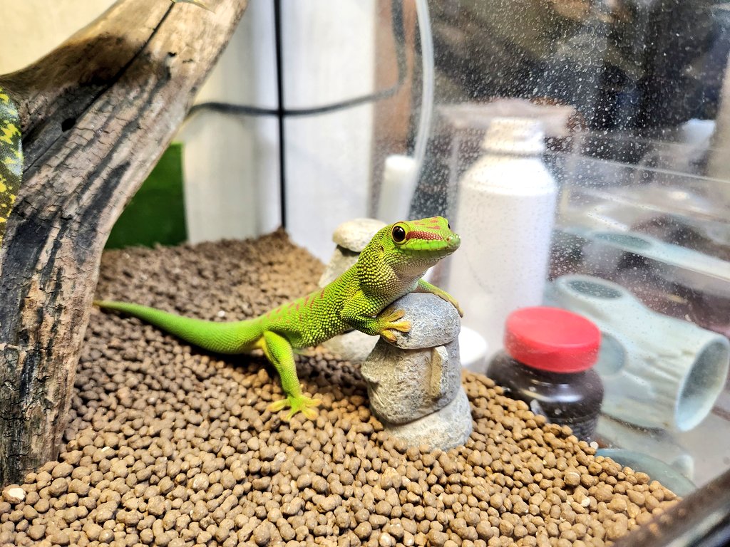 お気に入りのモアイ🗿