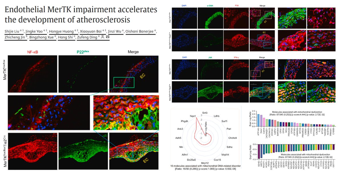 HaoYin20's tweet photo. #EndothelialCell #MerTK #Efferocytosis #Atherosclerosis

EC MerTK KO🐭+ AAV8-PCSK9 + #HighFatDiet 2-mo
👉⏫lesion burden
👉⏫NADPH oxidase
👉⏫inflamm cytokines

Aortic Arch lesion #Proteomics➡️
⏫TGFβ HIF1α Wnt3a IL2
⏬LARP1 NAMPT TEAD1

Zufeng Ding lab #RedoxBiol 2025
https://t.co/y0ntOn2ZzR