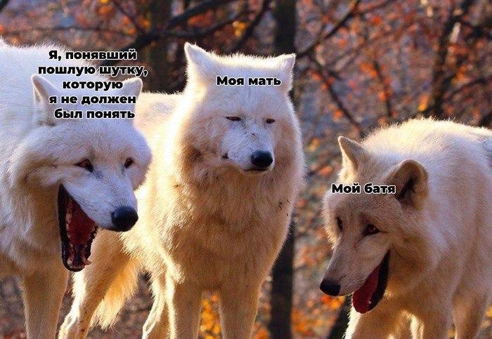 Все еще какой-то удивительностью в башке сидит, что в природе у волков нет стаи и пресловутого альфача.
Это семья, где есть мама и папа, а остальные — их дети.
Иерархия появляется только в неволе.
Причем, это открытие сделал тот же исследователь волков, который ввел понятие альфы