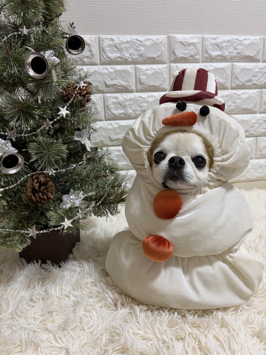 mewandeevee's tweet photo. #チワワ党 #初代親バカ倶楽部
#3COINS
#snowwan

そろそろ…アレ🎄の じゅんびを する ですかね🐶⛄️？ https://t.co/uuvzVugsbG