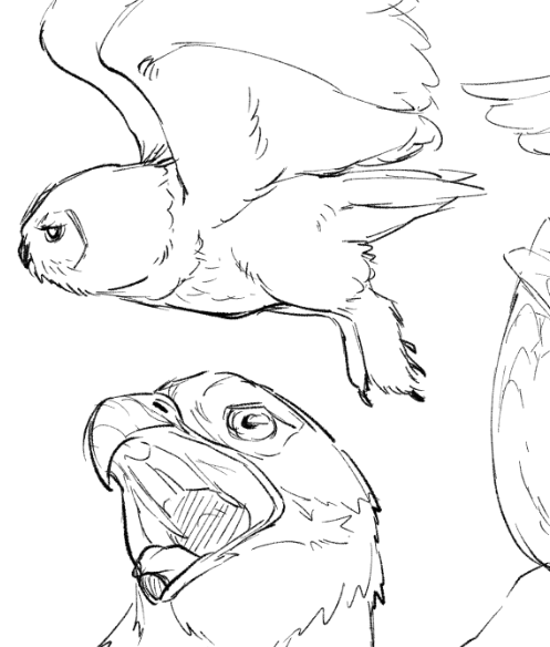 2話で鳥を沢山描くために手慣らしとか勉強したくてモデルにした鳥の