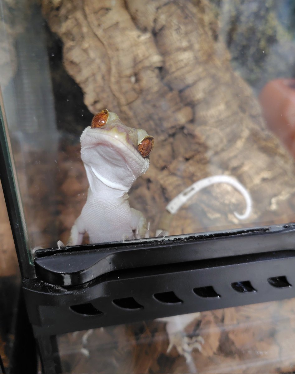 あざといポーズで固まってら