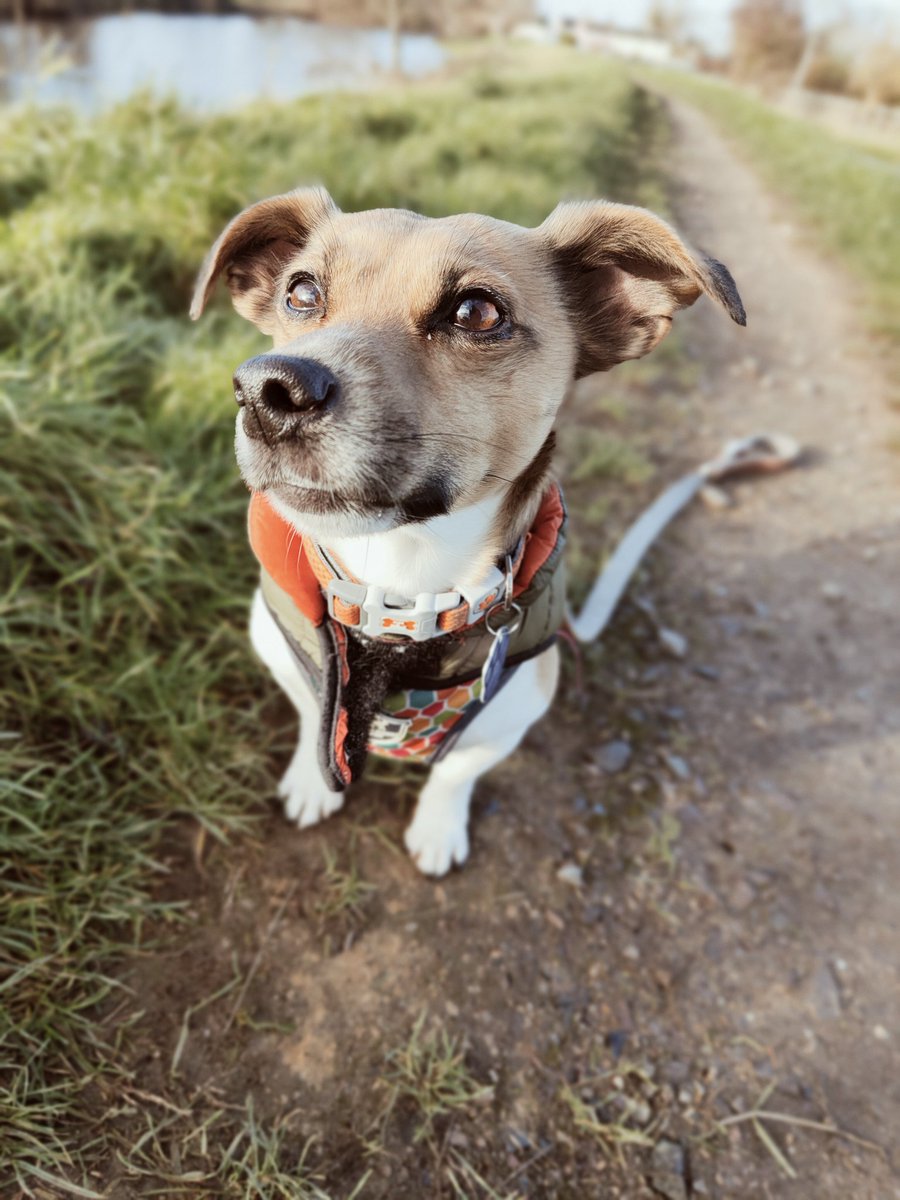 Walter & The Lodger Winston (RIP) Wesley (RIP) tweet media