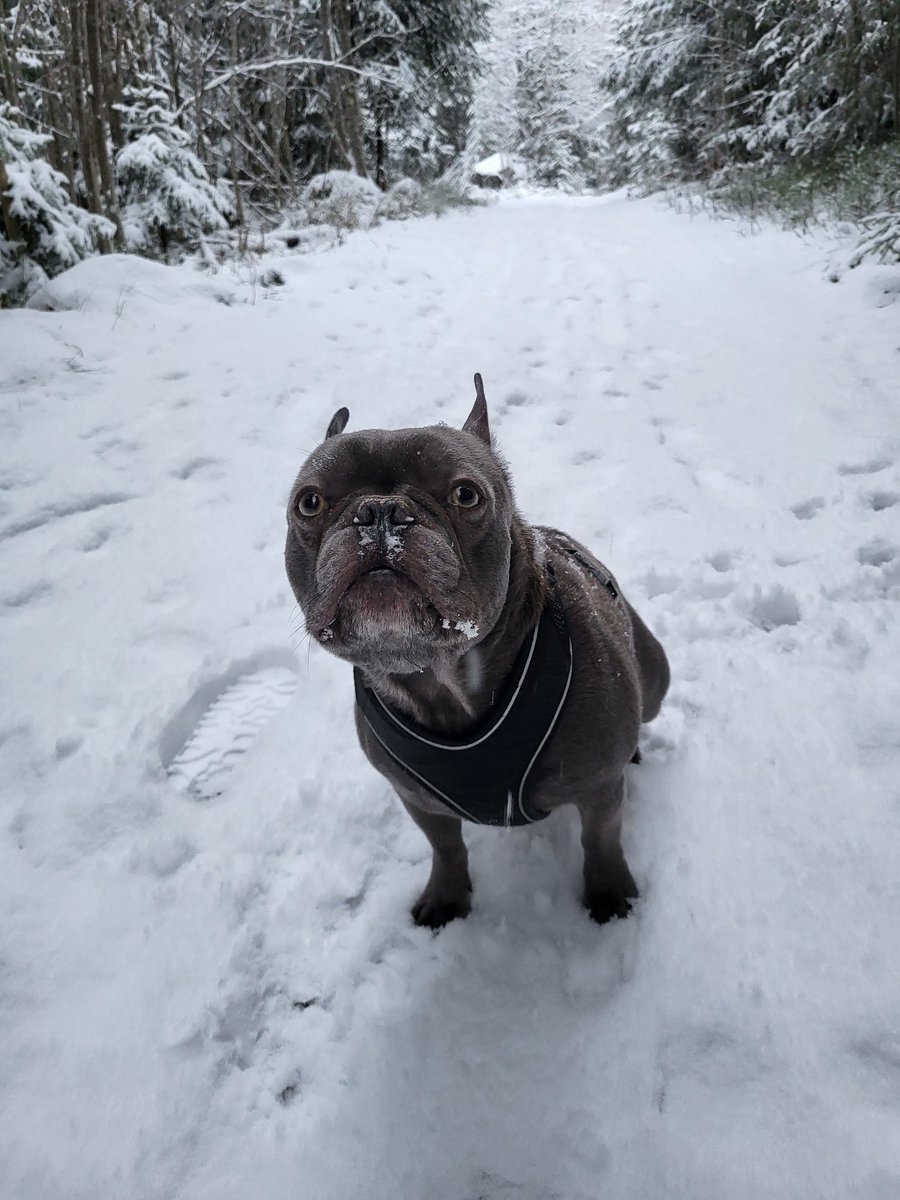 sofialinnd's tweet image. Titta min fina bebis 🥺🥺🥺❤️