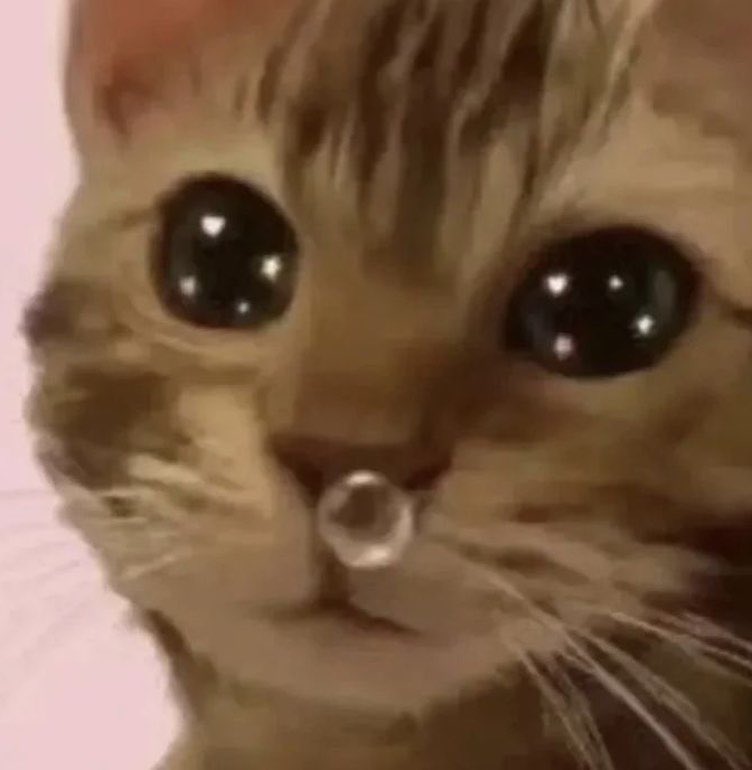 ✩~ 𝓇𝓎𝓀𝑜𝓇𝒾𝑜✨ ~✩ tweet media