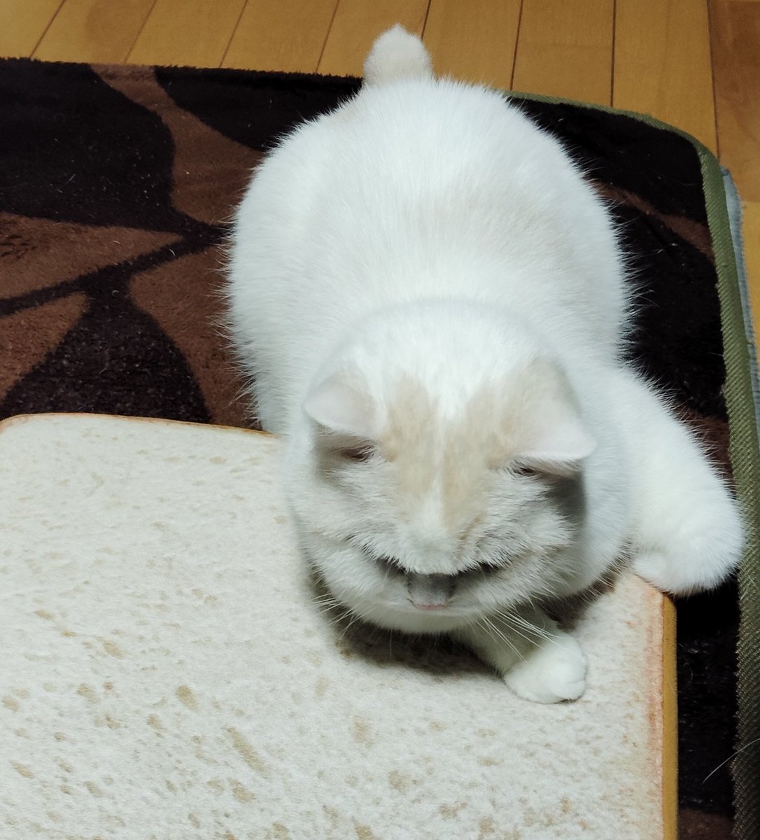 福ちゃん (@fukuchanwhite) on X