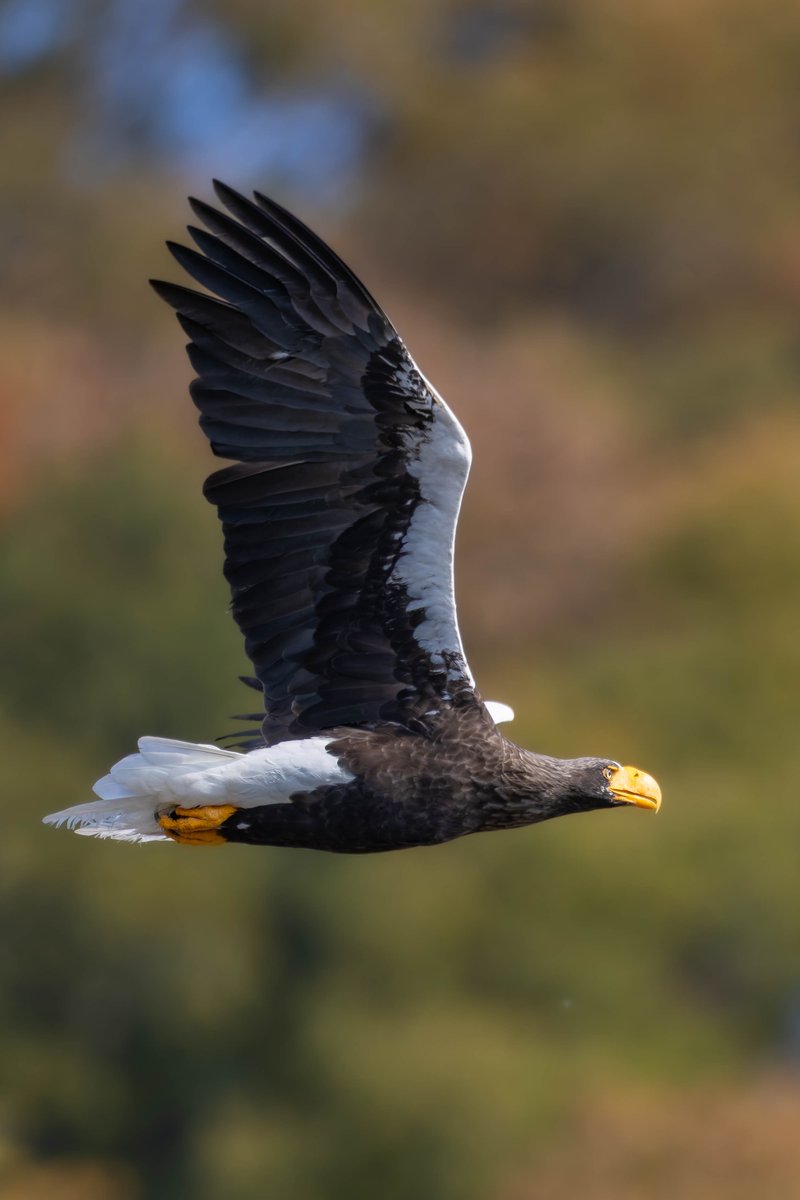 猛禽曜日でしたね✨
先週のおばあちゃんです😊🎵

琵琶湖に向かうと思いきや、急に旋回して近くを飛んでくれました。美しすぎて感動…😉👍
脳内BGMはEagle Fly Free/HELLOWEEN🎵😆
#オオワシ