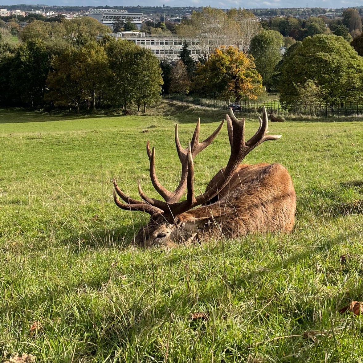 notesofsage's tweet image. walked 9km and this has been one of my favourite walks 🦌