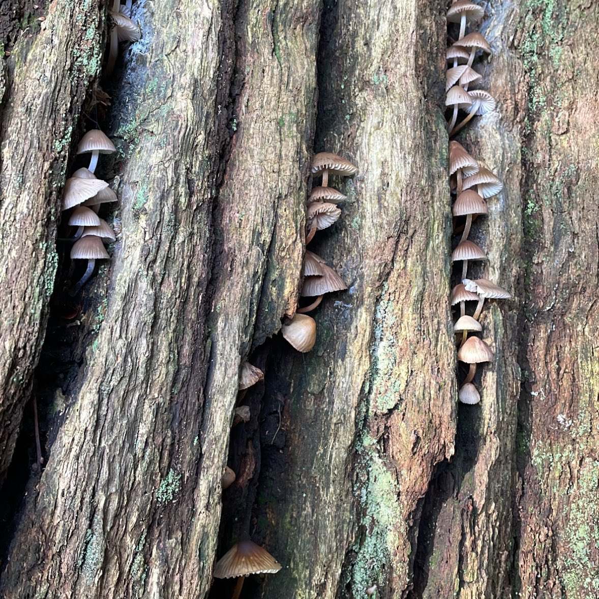 notesofsage's tweet image. walked 9km and this has been one of my favourite walks 🦌