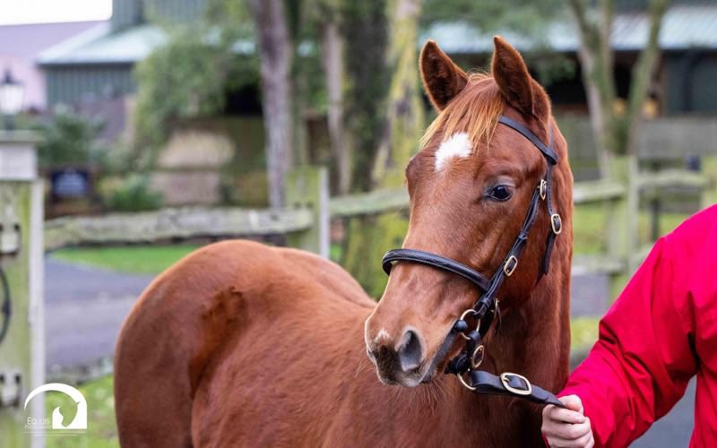 JuddmonteFarms's tweet image. Juddmonte go to 180,000gns for a colt from the first crop of Dewhurst Stakes and 2000 Guineas winner CHALDEAN.

The @stringstonfarm-consigned Lot 759 is the first foal out of Sitara’s Legacy, a half-sister to Gr.1 Melbourne Cup winner Rekindling and Gr.1-placed Golden Sword 🙌
