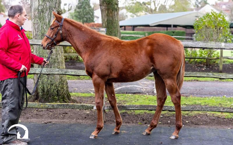 JuddmonteFarms's tweet image. Juddmonte go to 180,000gns for a colt from the first crop of Dewhurst Stakes and 2000 Guineas winner CHALDEAN.

The @stringstonfarm-consigned Lot 759 is the first foal out of Sitara’s Legacy, a half-sister to Gr.1 Melbourne Cup winner Rekindling and Gr.1-placed Golden Sword 🙌