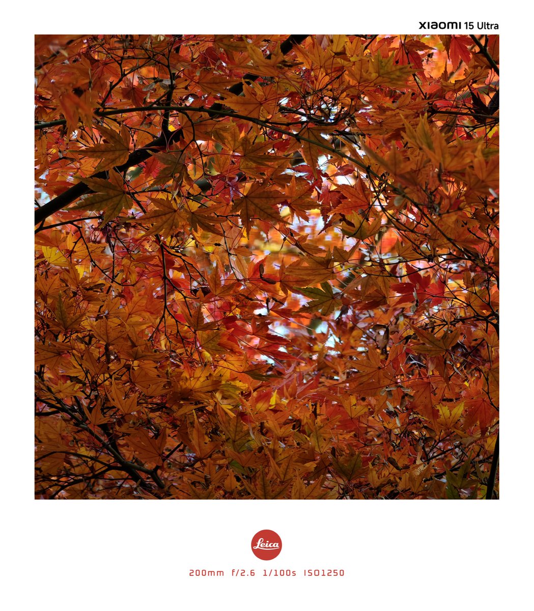 11/28 六義園
#紅葉 #Xiaomi #Xiaomi15Ultra