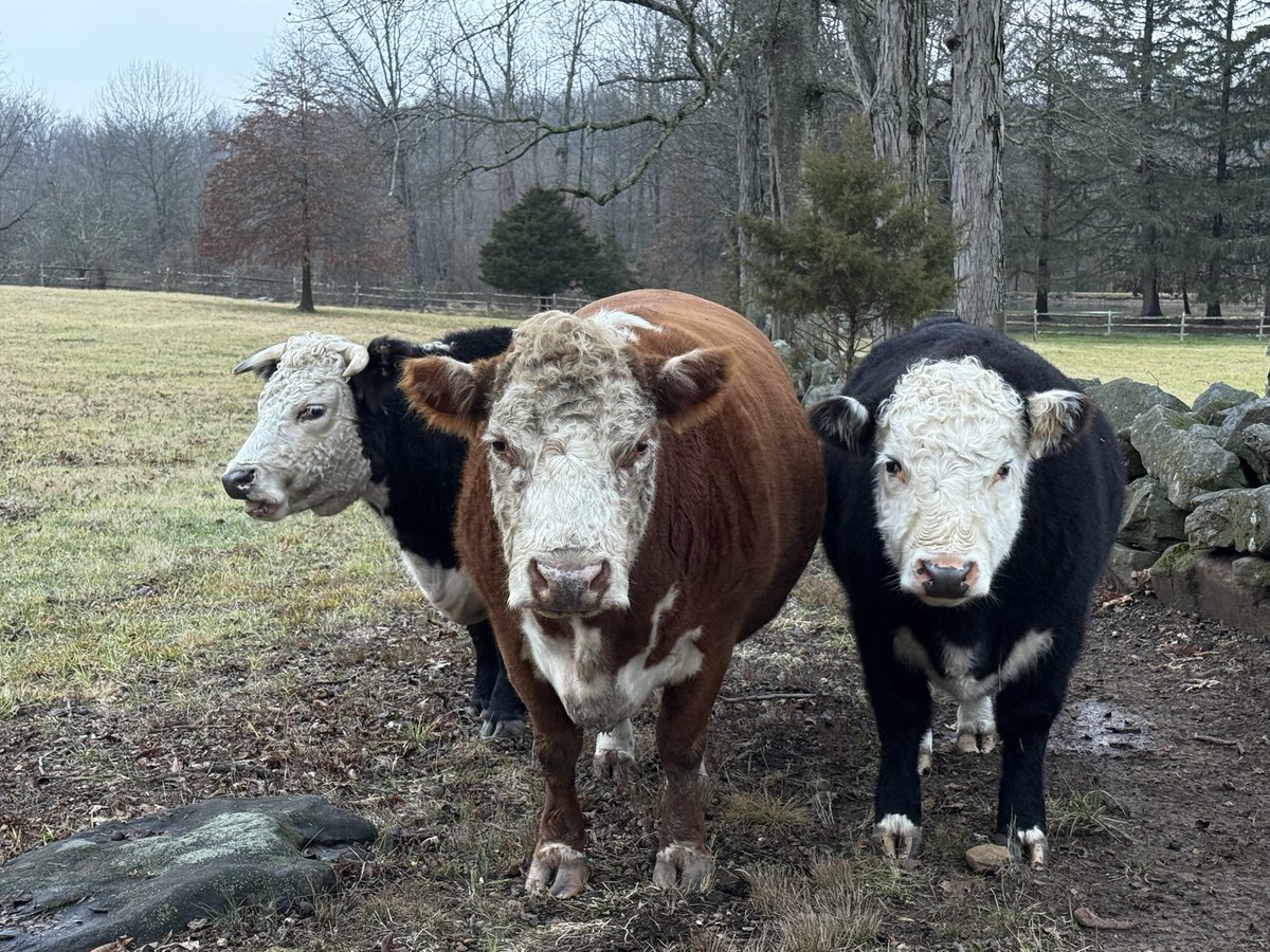 jimcramer's tweet image. may it be a tough day for the Bears in all environs !