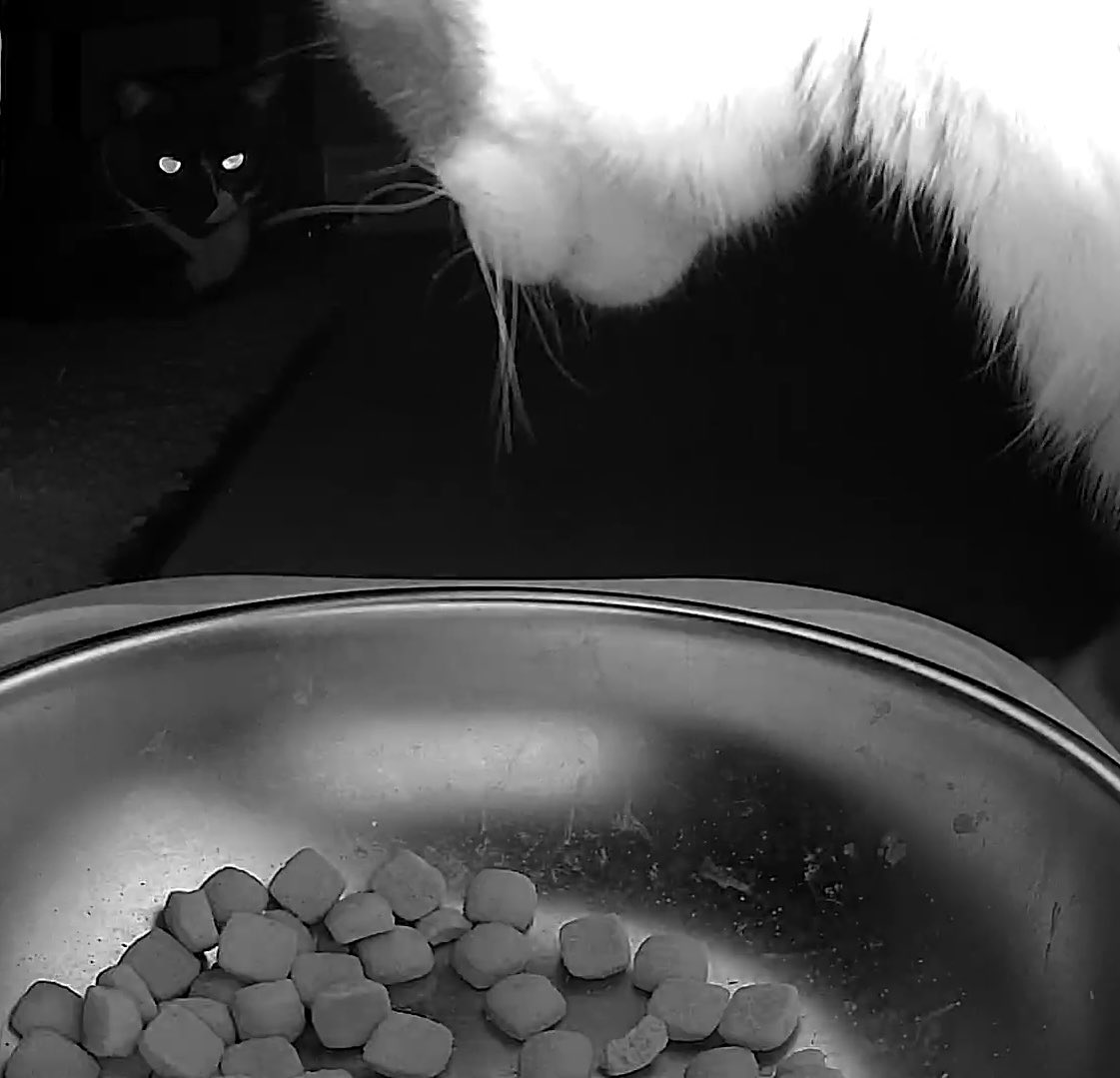 Andracula 🩸 tweet media