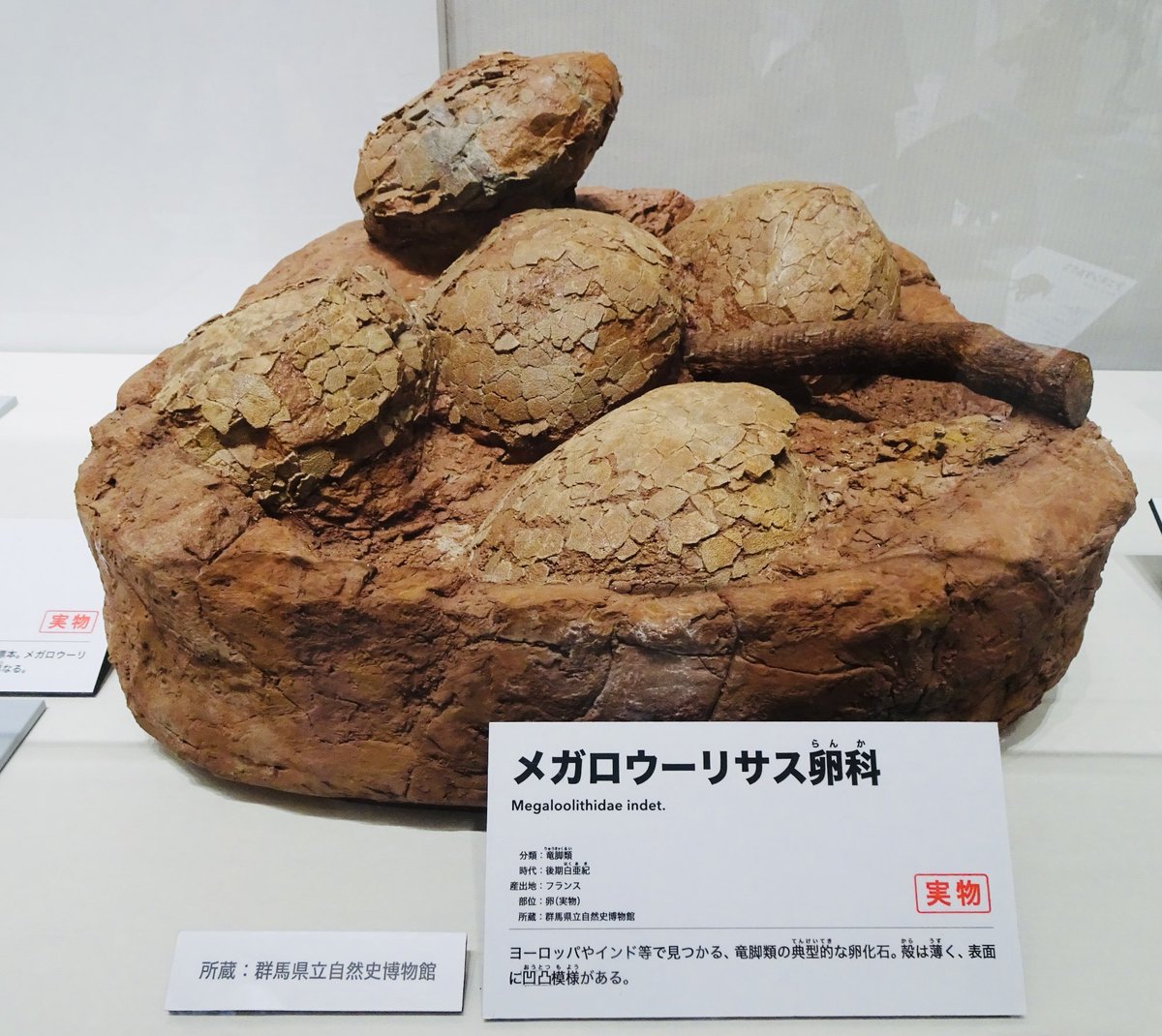 メガロウーリサス卵科 Megaloolithidae indet. 小林先生著の『恐竜