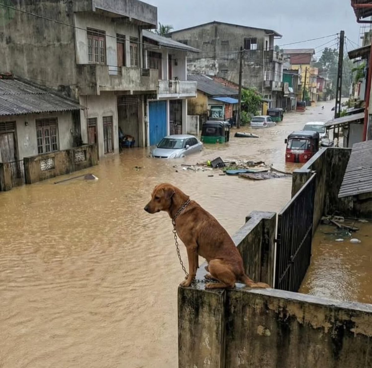 SLanka360's tweet photo. Pray for Sri Lanka 🙏🙏🇱🇰
#SriLankafloods https://t.co/HfH5nUeEp2