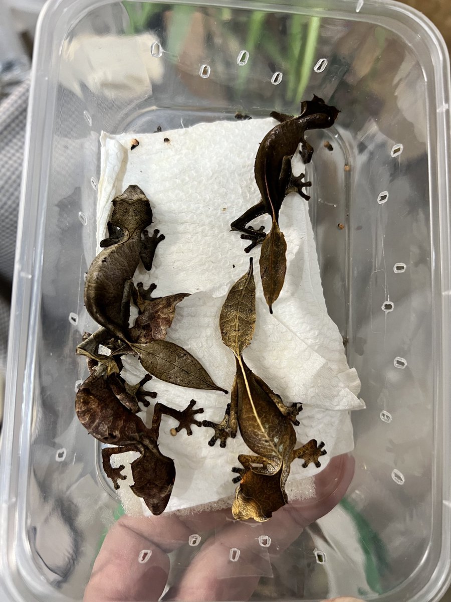 Crestomocko (@smiledego) / Posts / X