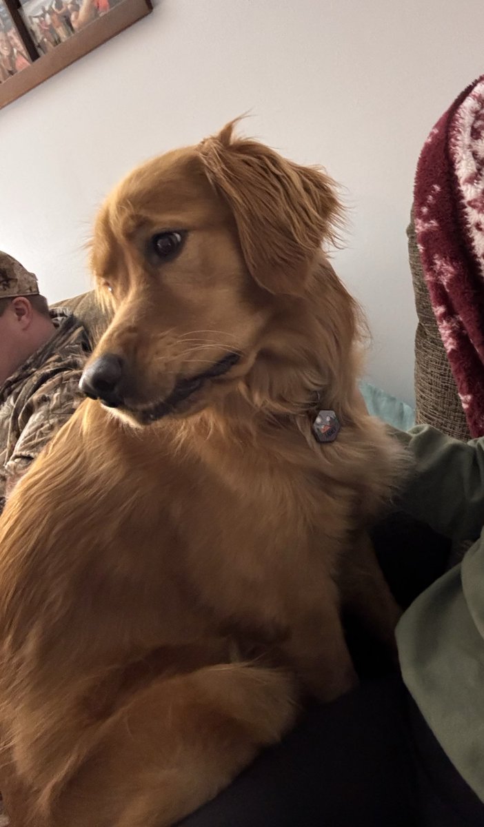 Taking my teenage golden retriever to Cabela’s for a picture with Santa on Black Friday… what could possibly go wrong