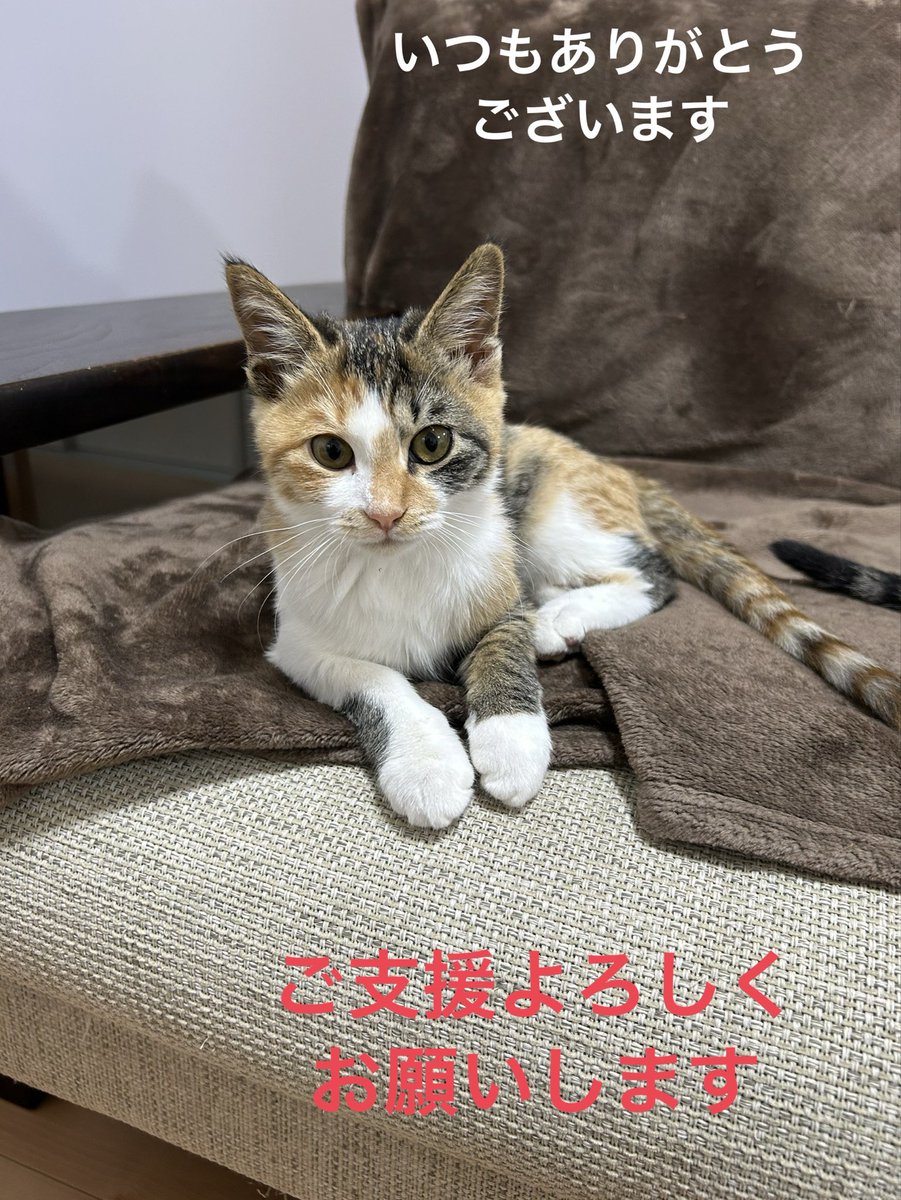 Mi0415ka's tweet photo. #拡散希望
《ご支援のお願い》
いつも応援ありがとうございます✨
12/1までAmazonブラックフライデーセール中です
保護猫達にフードなどのご支援のご協力よろしくおねがいします🙇

#四日市にゃんこレスキュー愛の手
#にゃんこハウス海山道
#保護猫

↓ほしい物リスト
https://t.co/igWTbMKNwH https://t.co/eKb0AWGtUx