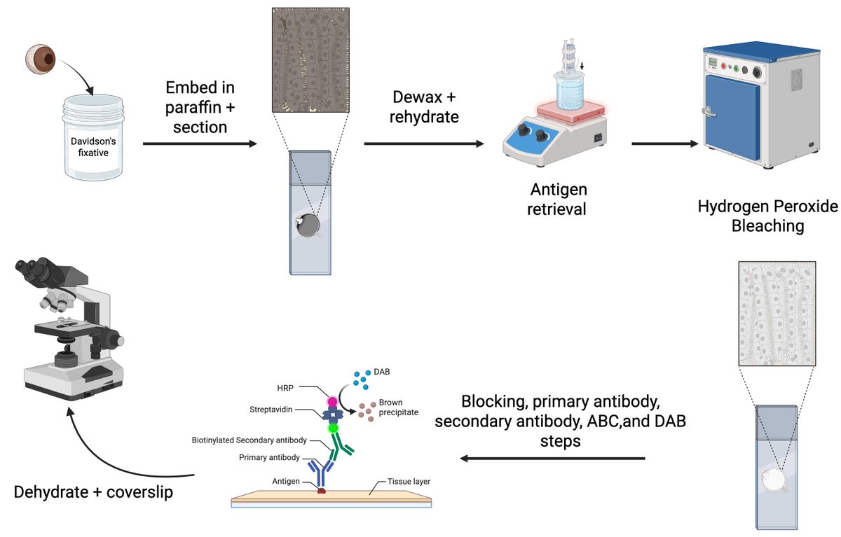 bioprotocolbyte's tweet image. Improved Immunohistochemistry of Mouse Eye Sections Using Davidson&apos;s Fixative and Melanin Bleaching:bio-protocol.org/en/bpdetail?id…

Work by Anne Nathalie Longakit etal. at University of British Columbia.

#LifeSciences #Reproducibility #CancerBiology