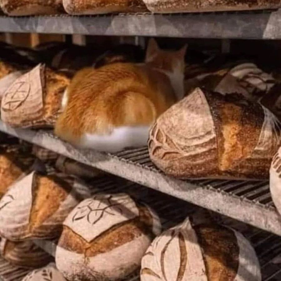 CuteFixDaily's tweet image. 🍞🐈