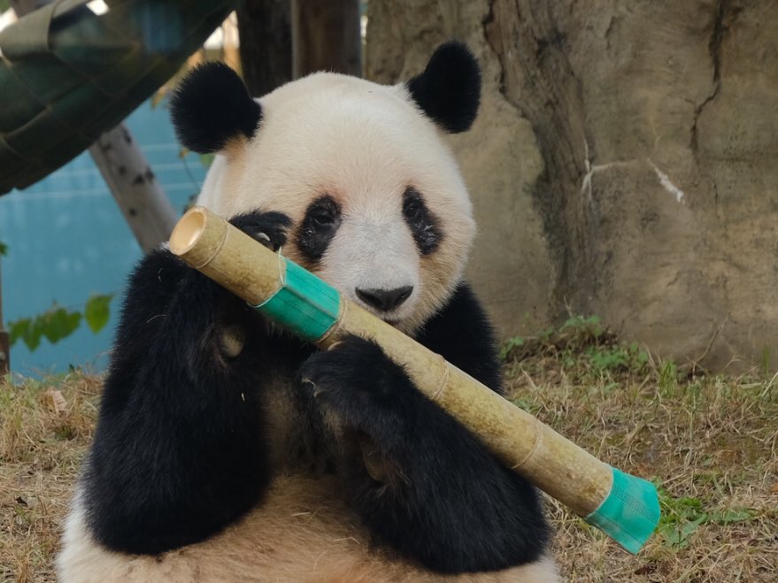 iko_i_iko_i_iko's tweet image. がんばれ🥰
2025.11.20 #上野動物園 #panda #レイレイ