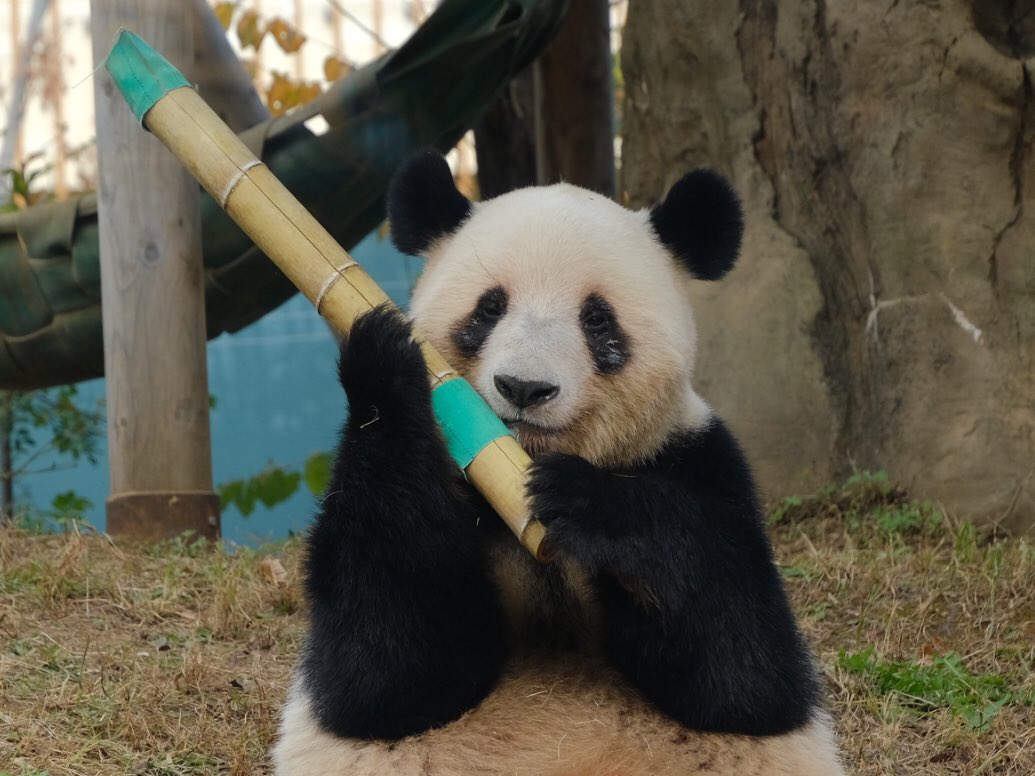 iko_i_iko_i_iko's tweet image. がんばれ🥰
2025.11.20 #上野動物園 #panda #レイレイ