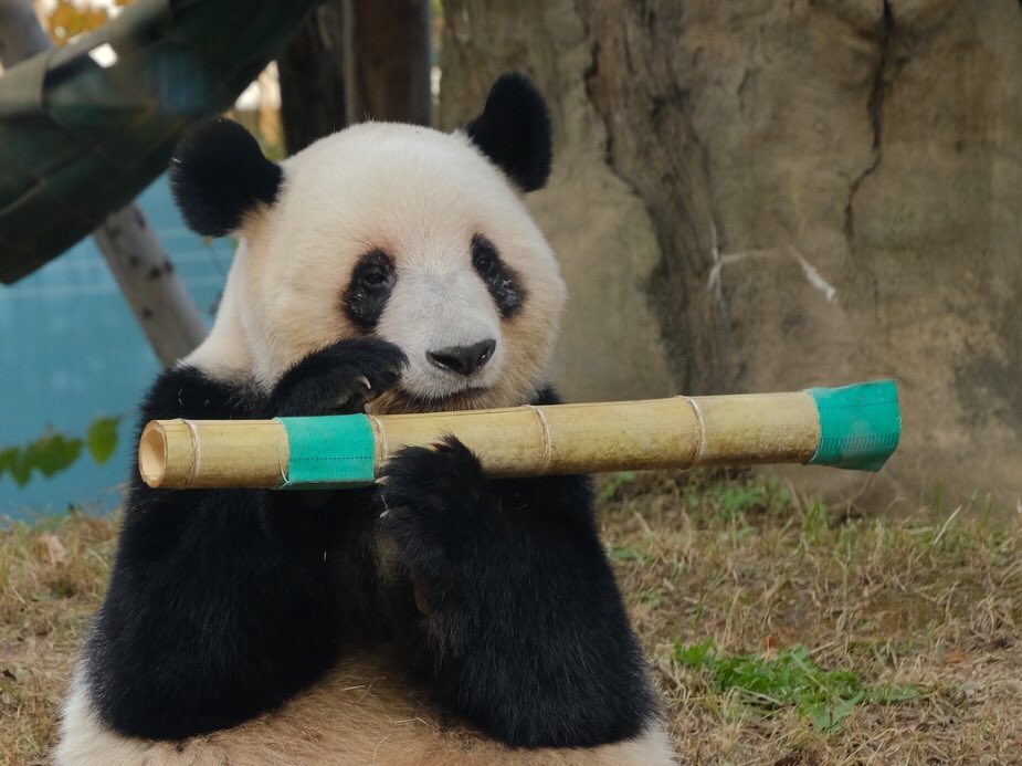 iko_i_iko_i_iko's tweet image. がんばれ🥰
2025.11.20 #上野動物園 #panda #レイレイ