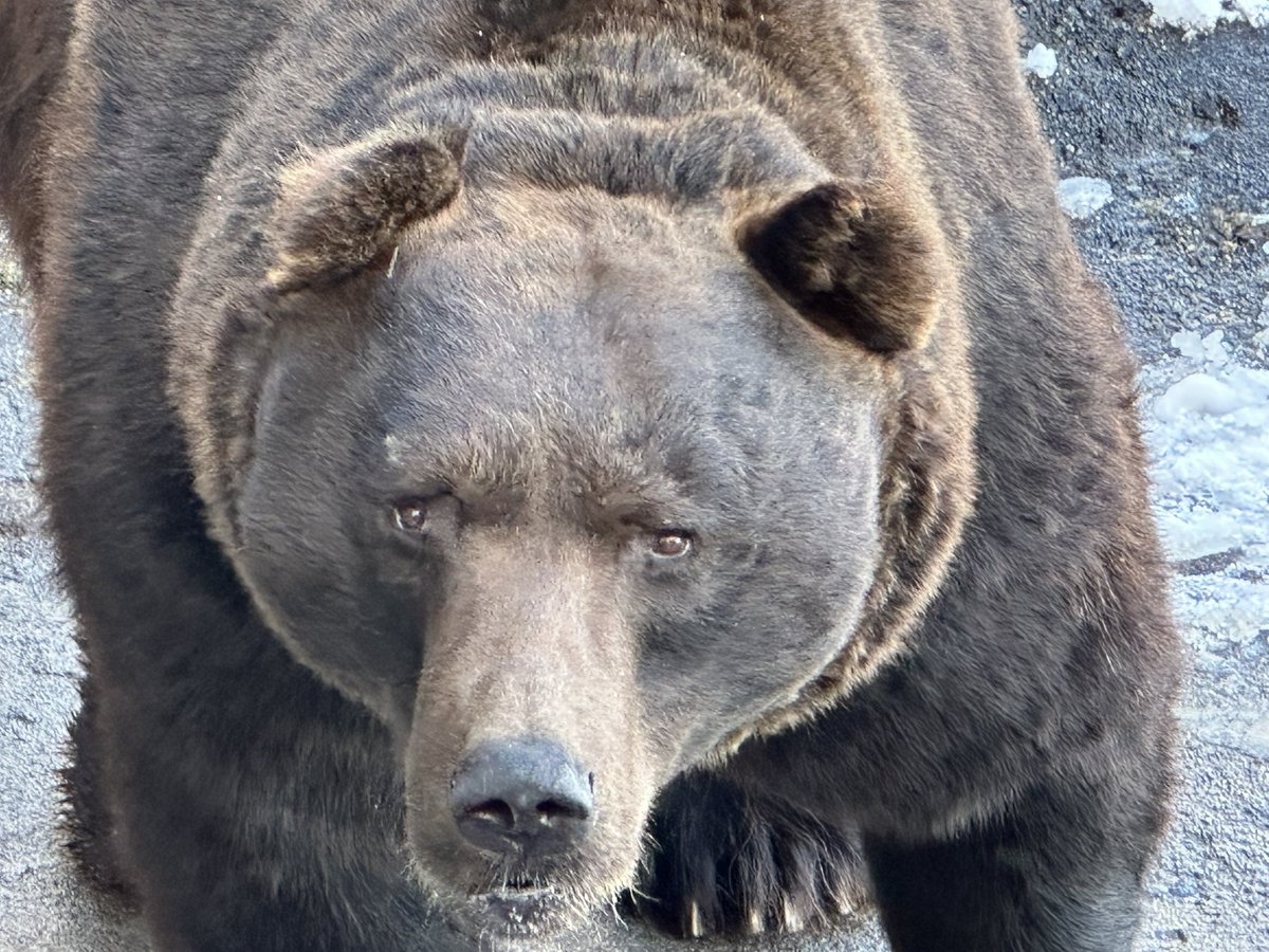 germanintokyo's tweet image. 14歳 日本語カッコいい
15歳 ひらがな学習
16歳 埼玉に留学
17歳 日本語能力試験 4級に合格
18歳 日本語を専攻 大学入学
19歳 日本料理を作る
20歳 東京に留学
21歳日本語能力試験 2級に合格
25歳 早稲田大学院入学
27歳 日本語能力試験 1級合格
31歳　室蘭工業大学　

ドイツ語 常勤講師に着任。