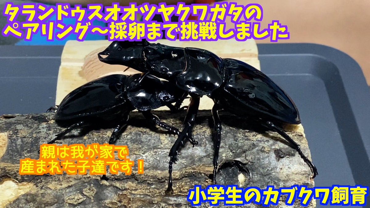 ♡ぇぁ♡ (@eaea_sanjo) / Posts / X