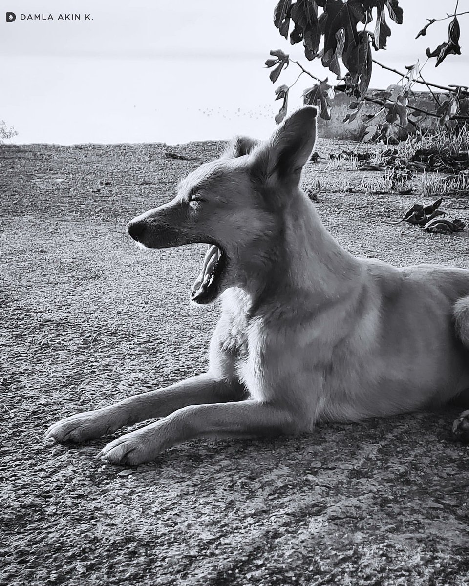 DaMLaAknK's tweet image. 📷

Günaydın. 

#dog #köpek #sokakköpekleri #straydogs #sokakhayvanları 
#streetphotography