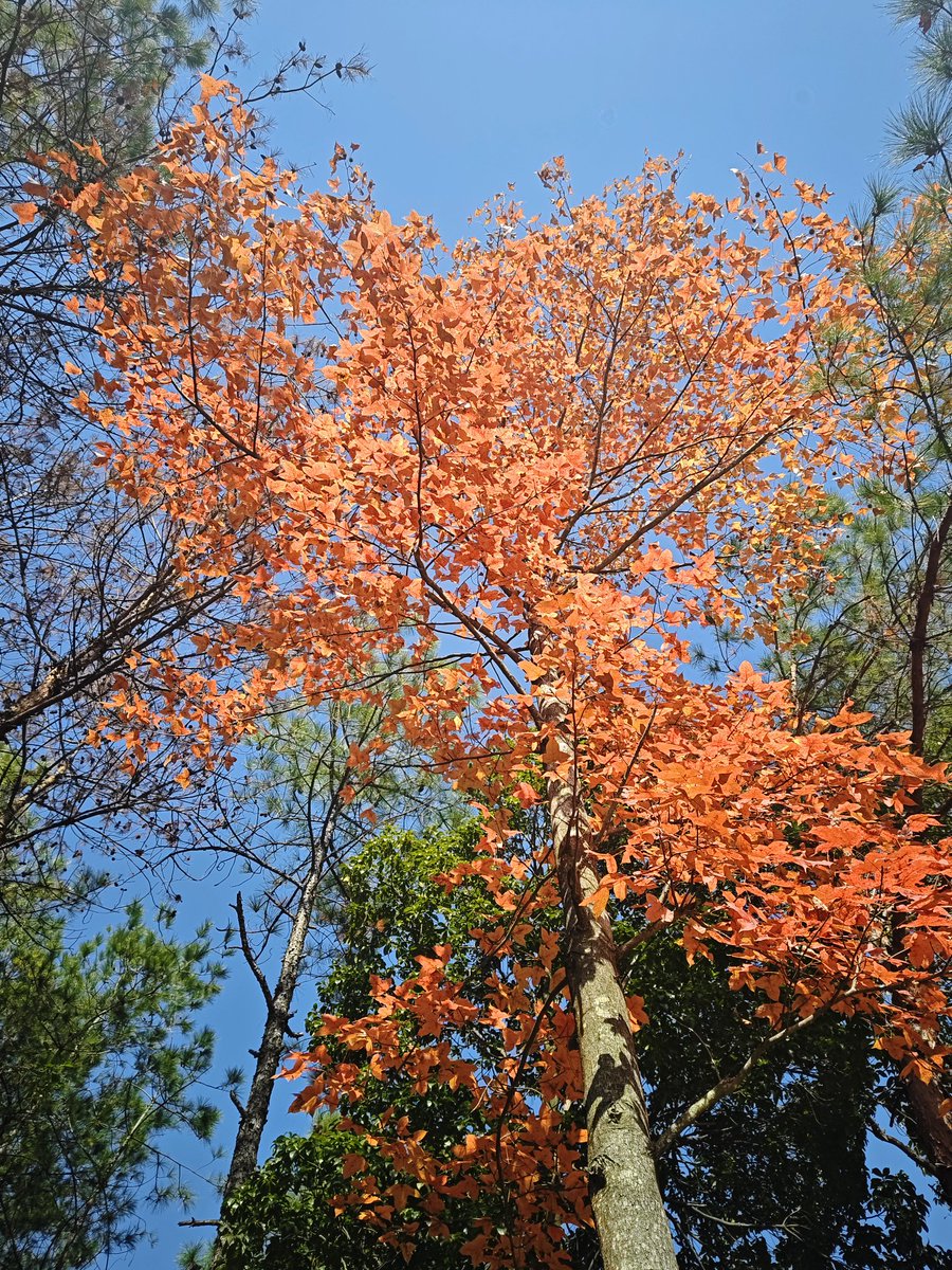 美丽的中国秋天