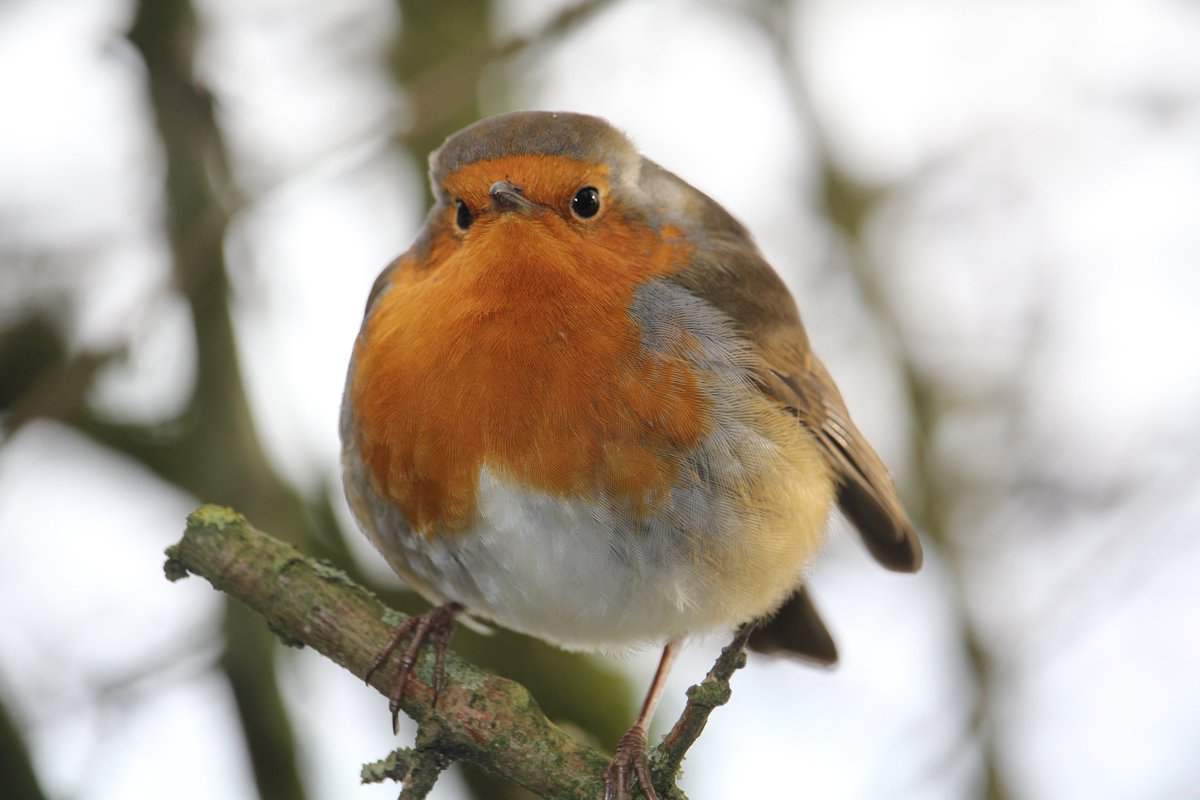 SheStoops's tweet image. Round Robin