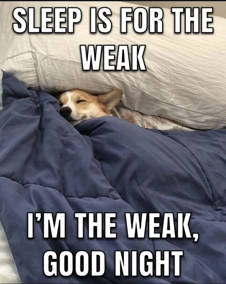 WholesomeMeme's tweet image. 