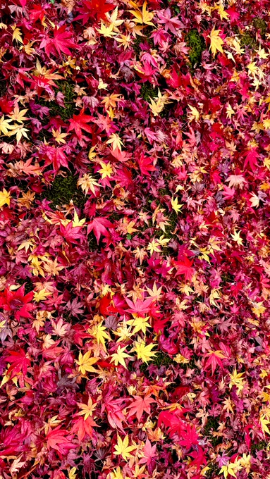 紅葉狩ってきたあと猫