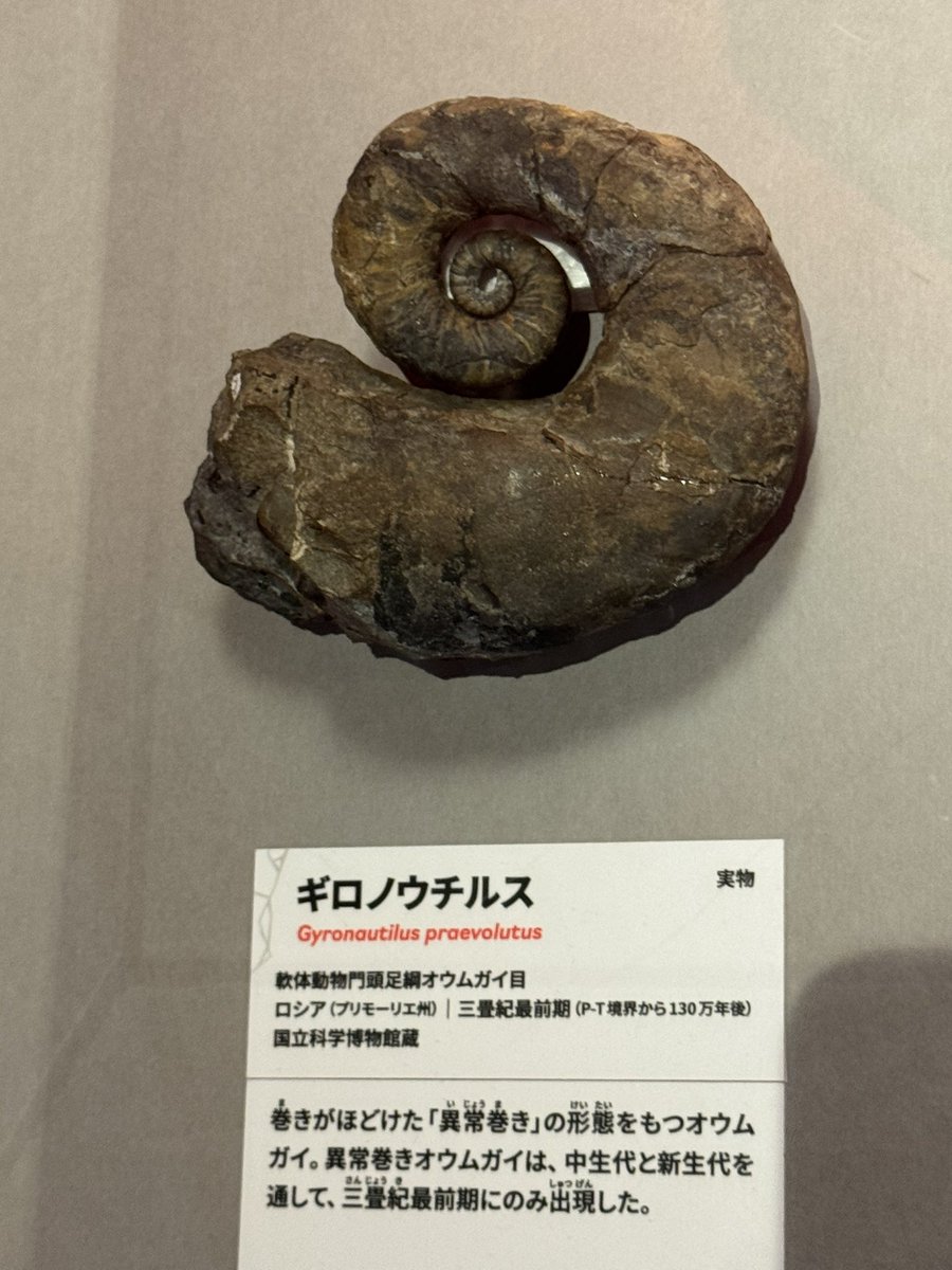 異常巻きオウムガイ、この形は私も初めて見ました…！