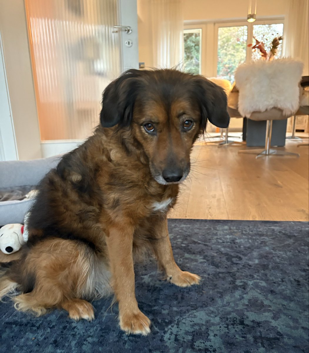 Manno! Frauchen  sagt sie noch nicht ganz fit…