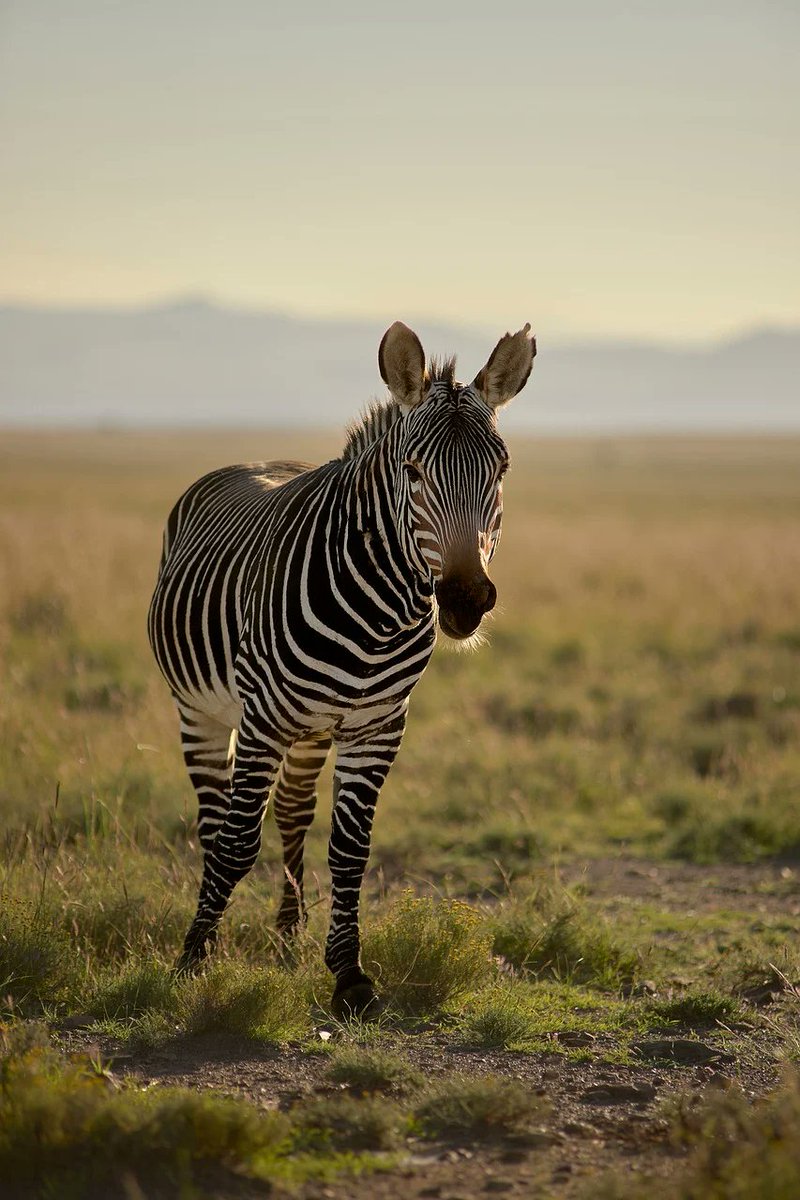 Voyalux's tweet image. A glimpse of pure wilderness 🦓✨
Beautiful zebra on safari, standing proudly against the golden plains. Moments like these remind you how magical nature truly is. #SafariAdventure #WildAfrica #ZebraMagic