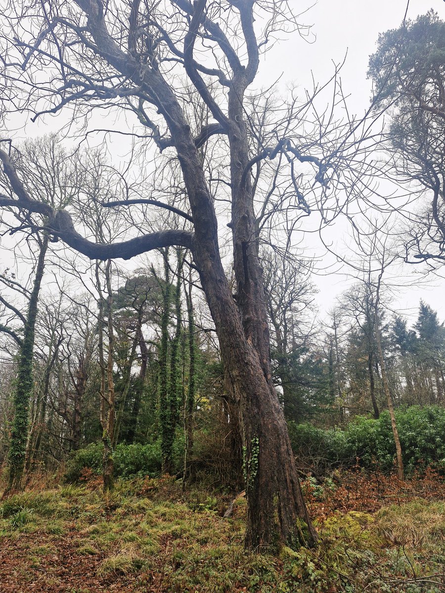 TheCemetress's tweet image. 🖤🖤🖤
Happy Friday Everyone!!!
#NovemberTrees