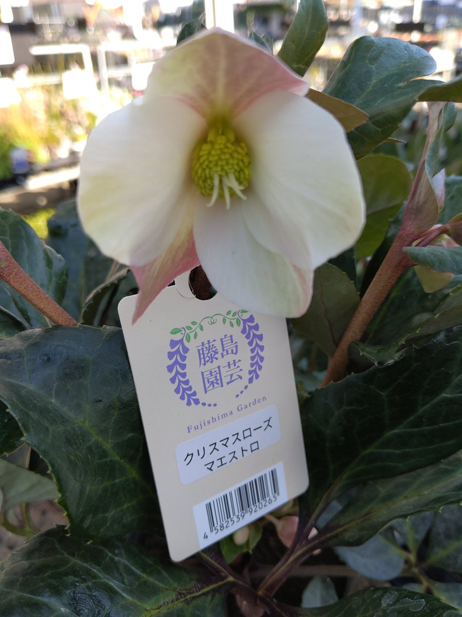 ガーデンセンター八千代店 】 #クリスマスローズ 入荷しました