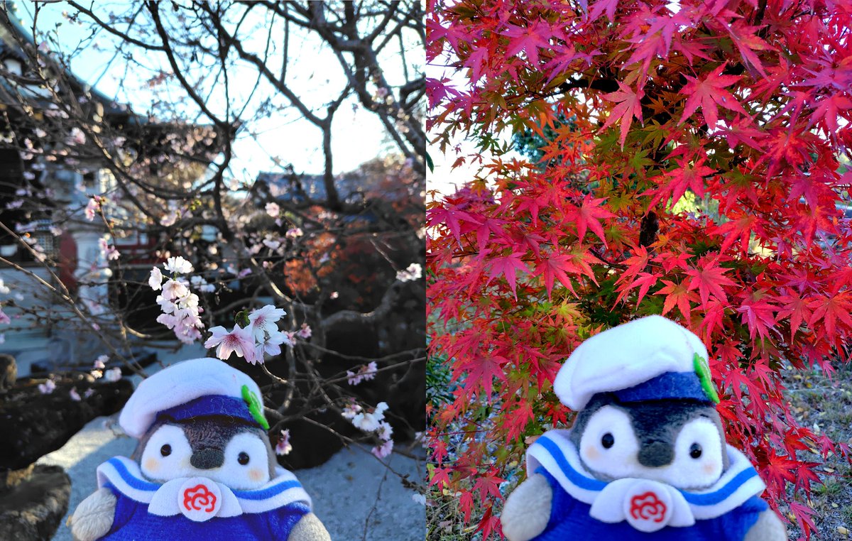 WxAxcs's tweet image. 何桜か分からないけど桜が咲いてたよ🌸
紅葉もとってもキレイだったんだなぁ🍁
春だか秋だか分からなくなっちゃうよ〜🐧💦
#コウペンちゃん