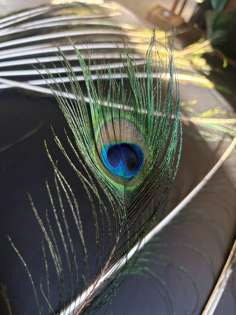 ＃インドクジャク の抜け落ちた羽根を使って、新しい解説板を制作中🦚
糸と針を使って、1枚ずつ固定をしているところです。
どんな仕上がりになるのか・・・ご期待ください☺️

＃飼育員の手作り　＃王子動物園