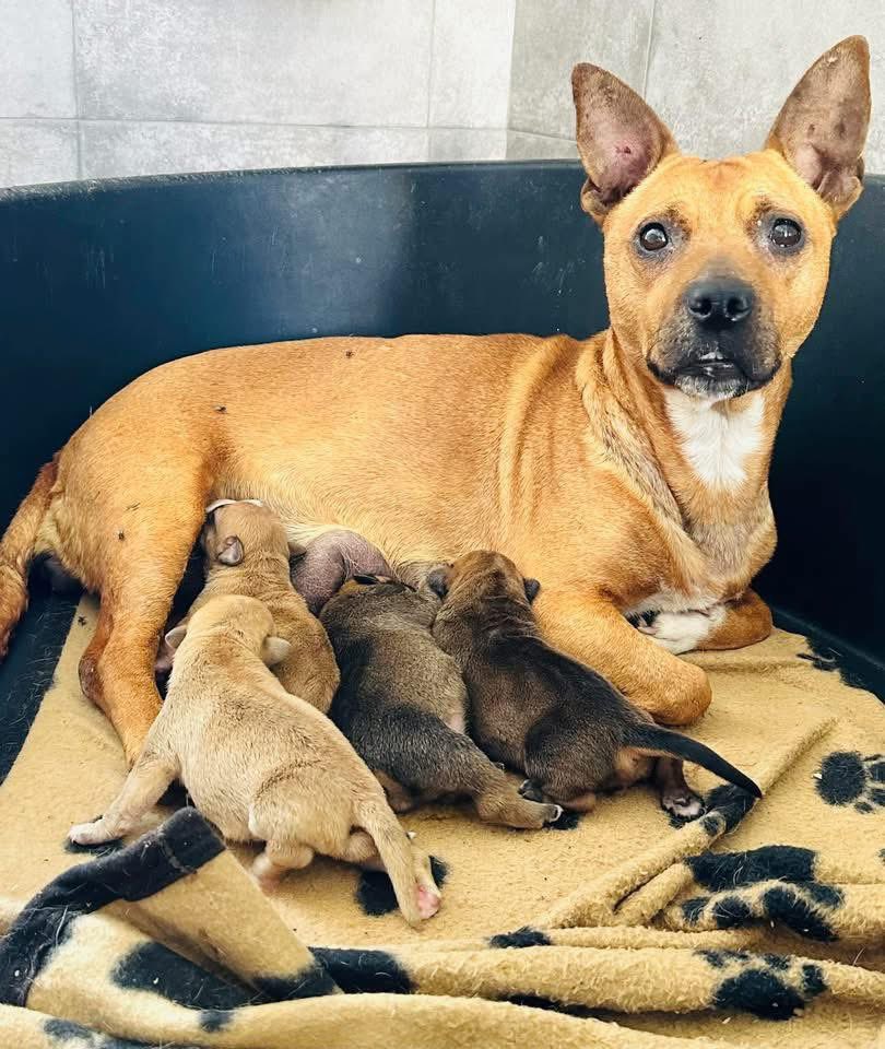 UK 🇬🇧 Wiltshire way 🚜 Urgent 🚨 We’ve been told she has to be gone by Xmas. Will you please share? 🙏🏻❤️

✨ Meet Wish (was Bourbon) – A Bright, Loving, Active Young Dog Looking for Her Perfect Home ✨

Wish (formerly Borbourn) is a beautiful, athletic young girl—a lovely medium