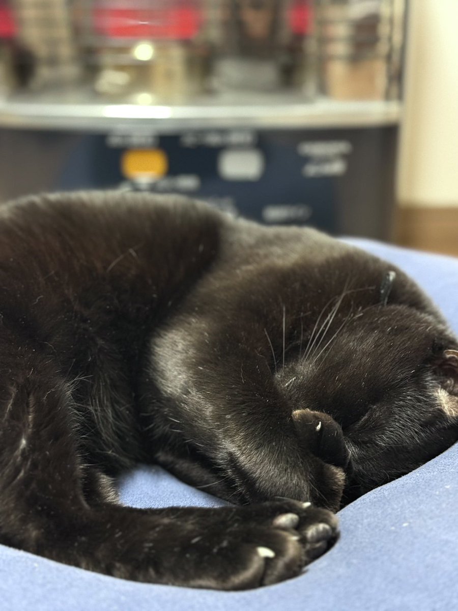 u__asa's tweet photo. ぷぅぷぅ寝てるの見てたらこっちも眠たくなるな...🥱💤 https://t.co/NfNvkJxMZs