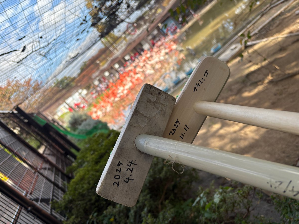 じゃじゃーん！
フラミンゴ池の飼育作業で使っているブラシを
新しいものに交換しました😊
並べてみると一目瞭然・・・笑
これまでこすりまくってくれた歴戦のブラシ💪
ありがとう！

＃日常のちょっとテンションのあがる瞬間
＃王子動物園