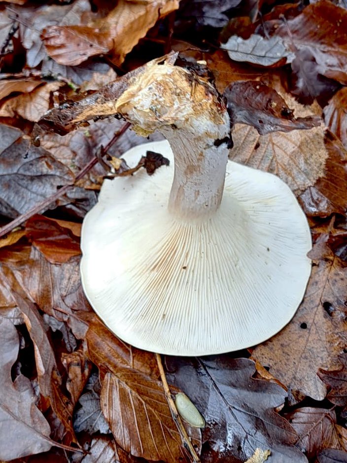 ILARRAKA, PAGO-ZIZA edo URRIZIZA BELTZA (Clitocybe nebularis ). Iritzi kontrajarriak daude jangarritasunari buruz. Jende askori gustatzen zaio, baina beste batzuei kalte egiten die. Arabarrek egozi egiten dute ur irakinetan kozinatu aurretik eta ez die kalterik egiten.
